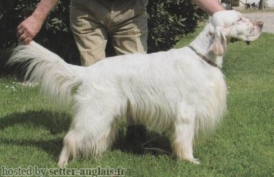 Setter Anglais BIRCO DELLA BASSANA Setter Anglais BIRCO DELLA BASSANA